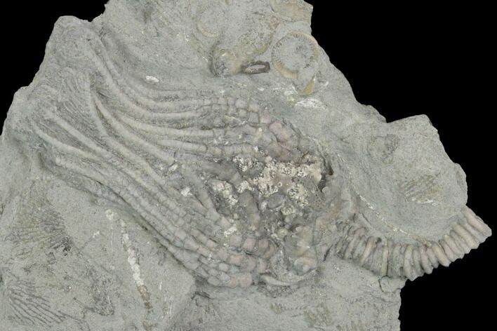 Crinoid (Platycrinites) Fossil - Crawfordsville, Indiana #125922